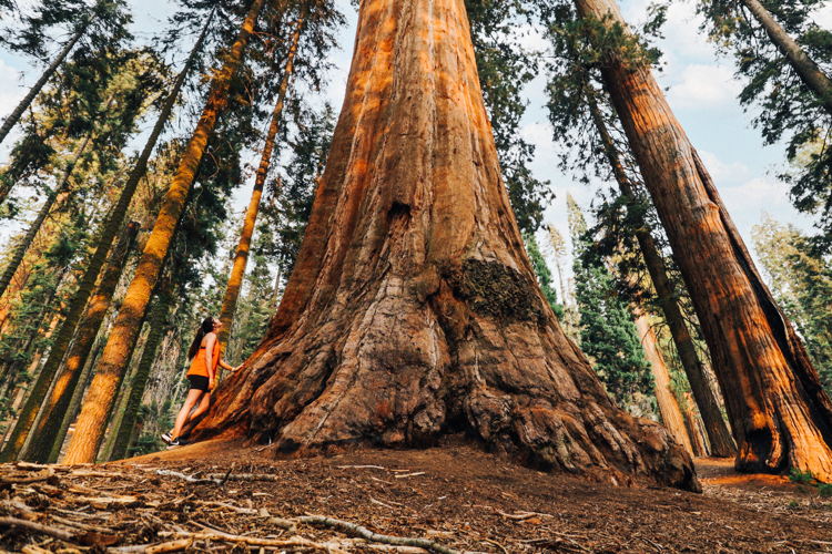 Sequoia National Park, CA