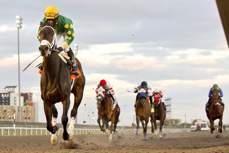 Fashionably Fab and jockey Patrick Husbands winning the Ashbridges Bay Stakes on November 10, 2023 (Michael Burns Photo)