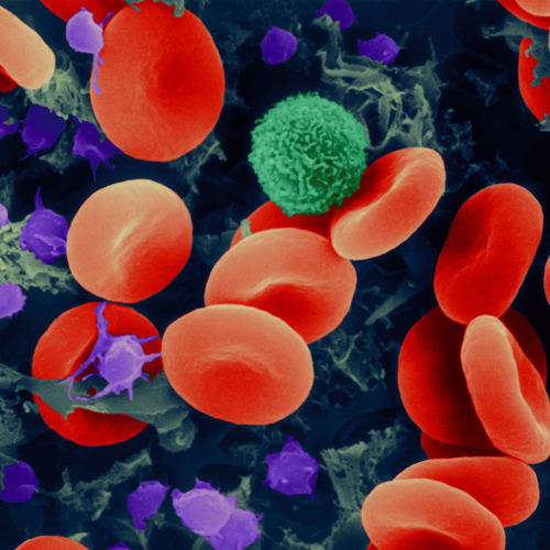 12298272_Red_blood_cells_T_lymphocyte_and_platelets_SEM