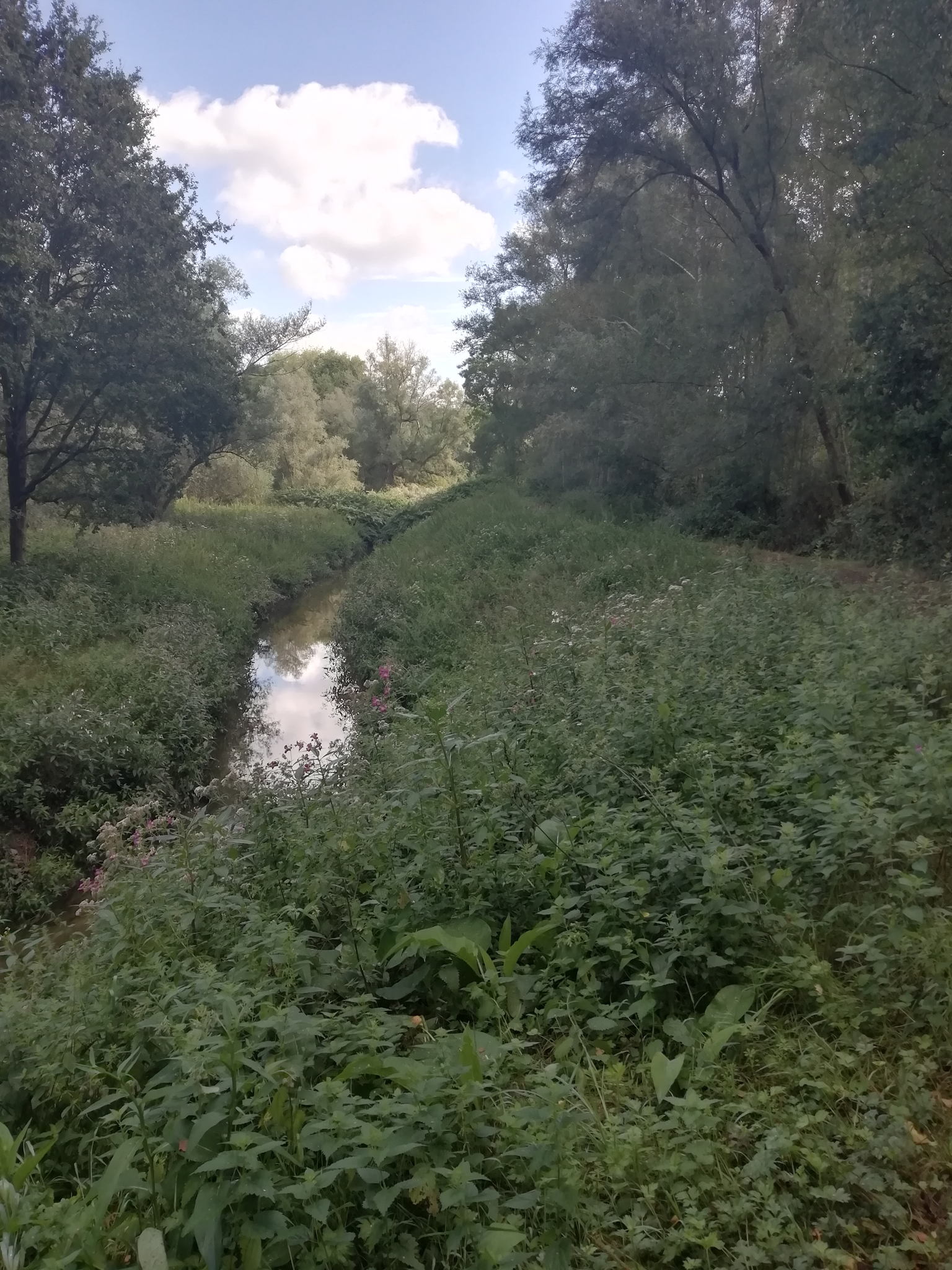 Grote Struisbeek in Aartselaar, beekvallei rond Antwerpen Grote Struisbeek in Aartselaar, beekvallei rond Antwerpen