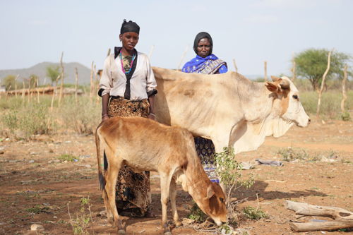 Elema, 18, en haar moeder bij twee van hun overgebleven stuks vee (copyright Plan International)