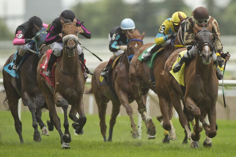 Horses race over the 1 1/2 miles E.P. Taylor Turf Course. (Michael Burns photo)