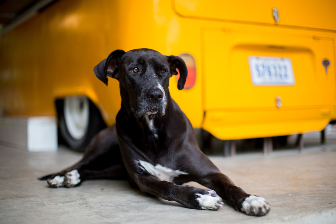 Día Mundial del Perro: Selina ofrece hospedaje a tu amigo de cuatro patas