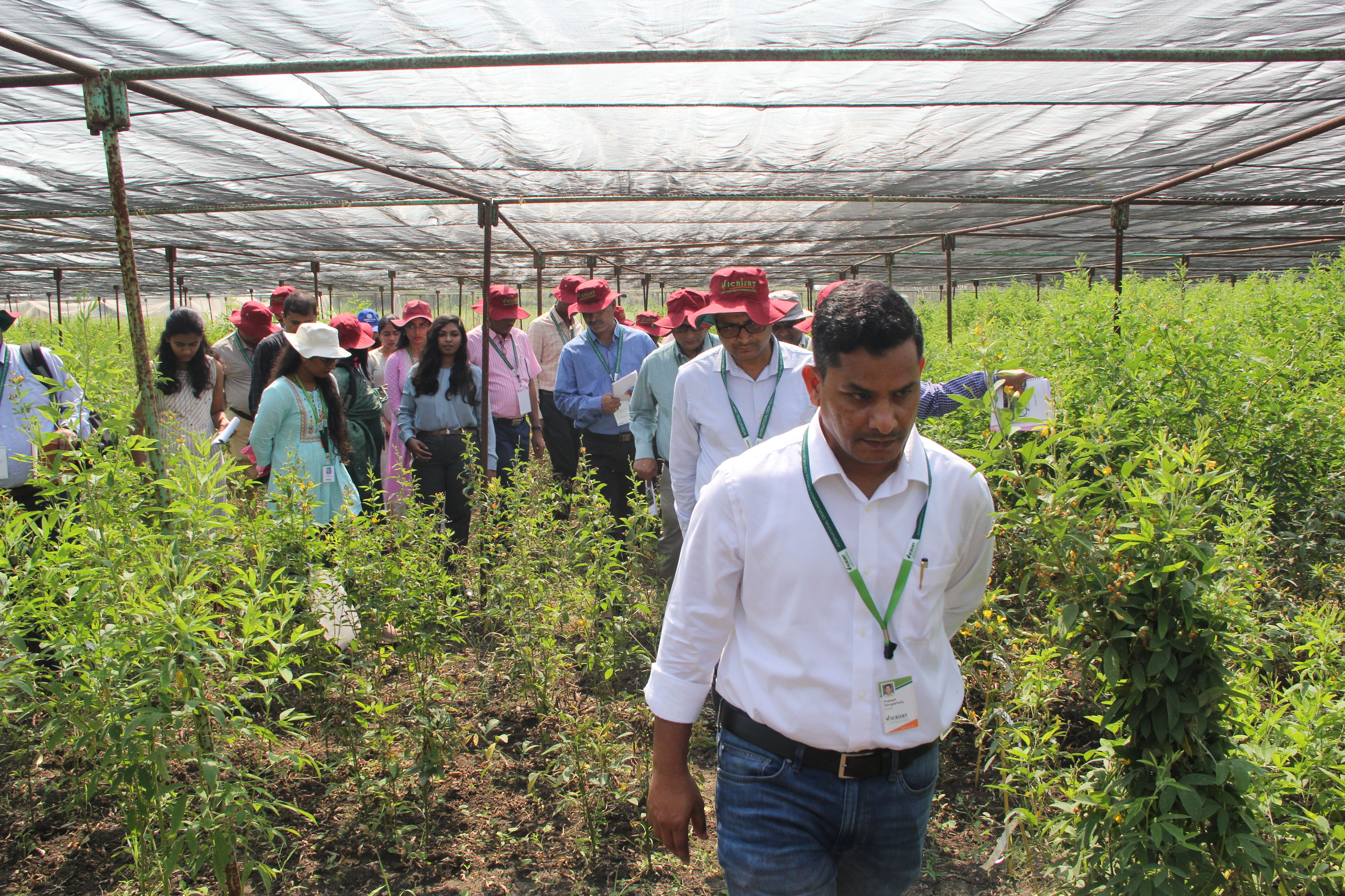 Dr Prakash Gangashetty leads the visit to the research fields.