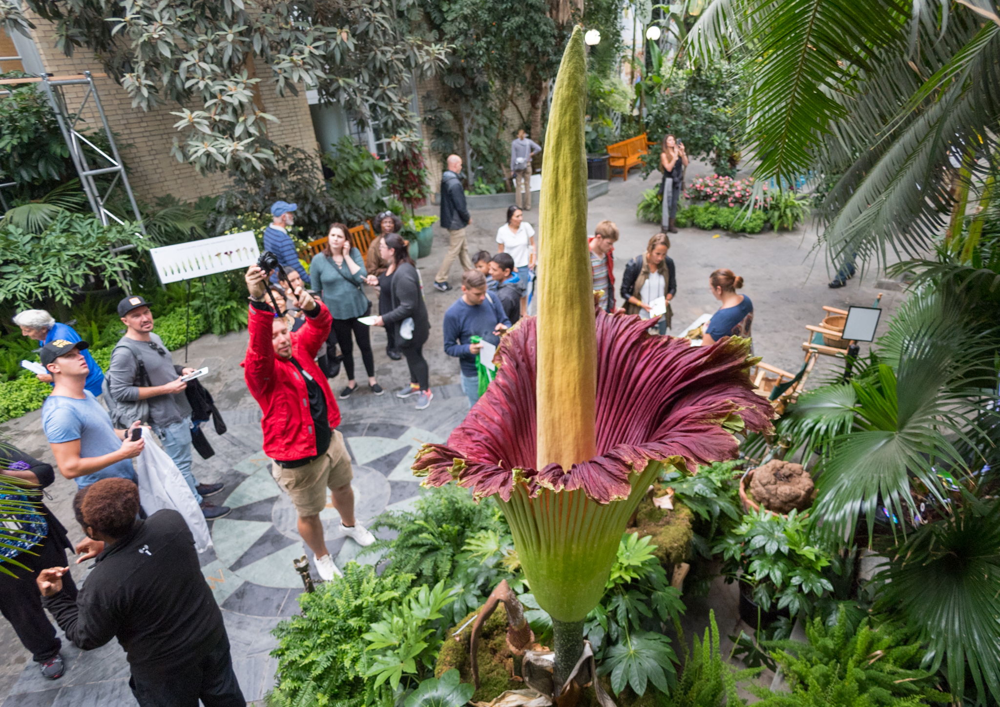 World’s largest flower set to bloom in Belgium this week