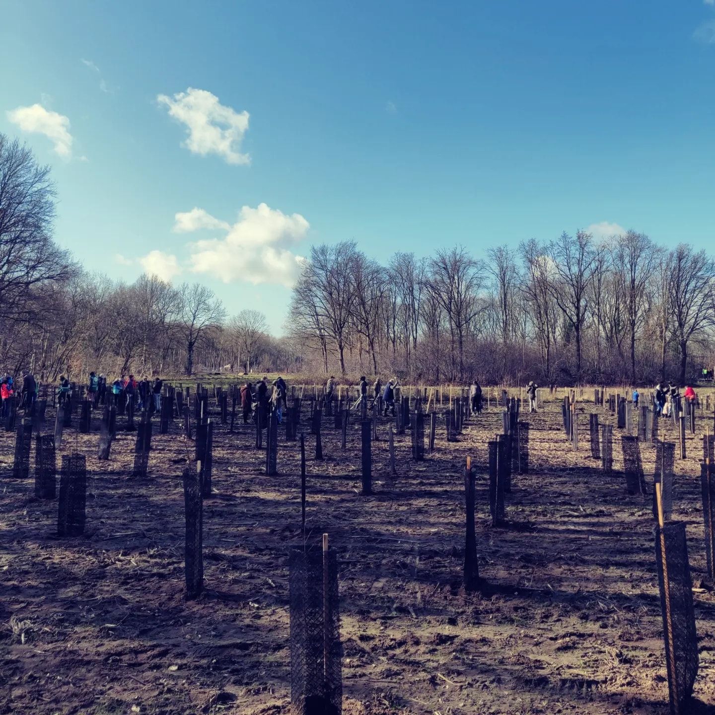 Het Branstbos in Bornem: 12 hectare bijkomend bos dat past in een groter geheel. We werken eraan via het landinrichtingsplan Sint-Jansveldbeek. Op 19 februari werden de eerste boompjes geplant. ©Gemeente Bornem