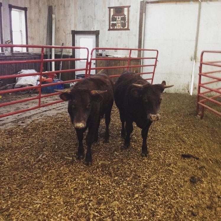 Yearling Red Devon Steers