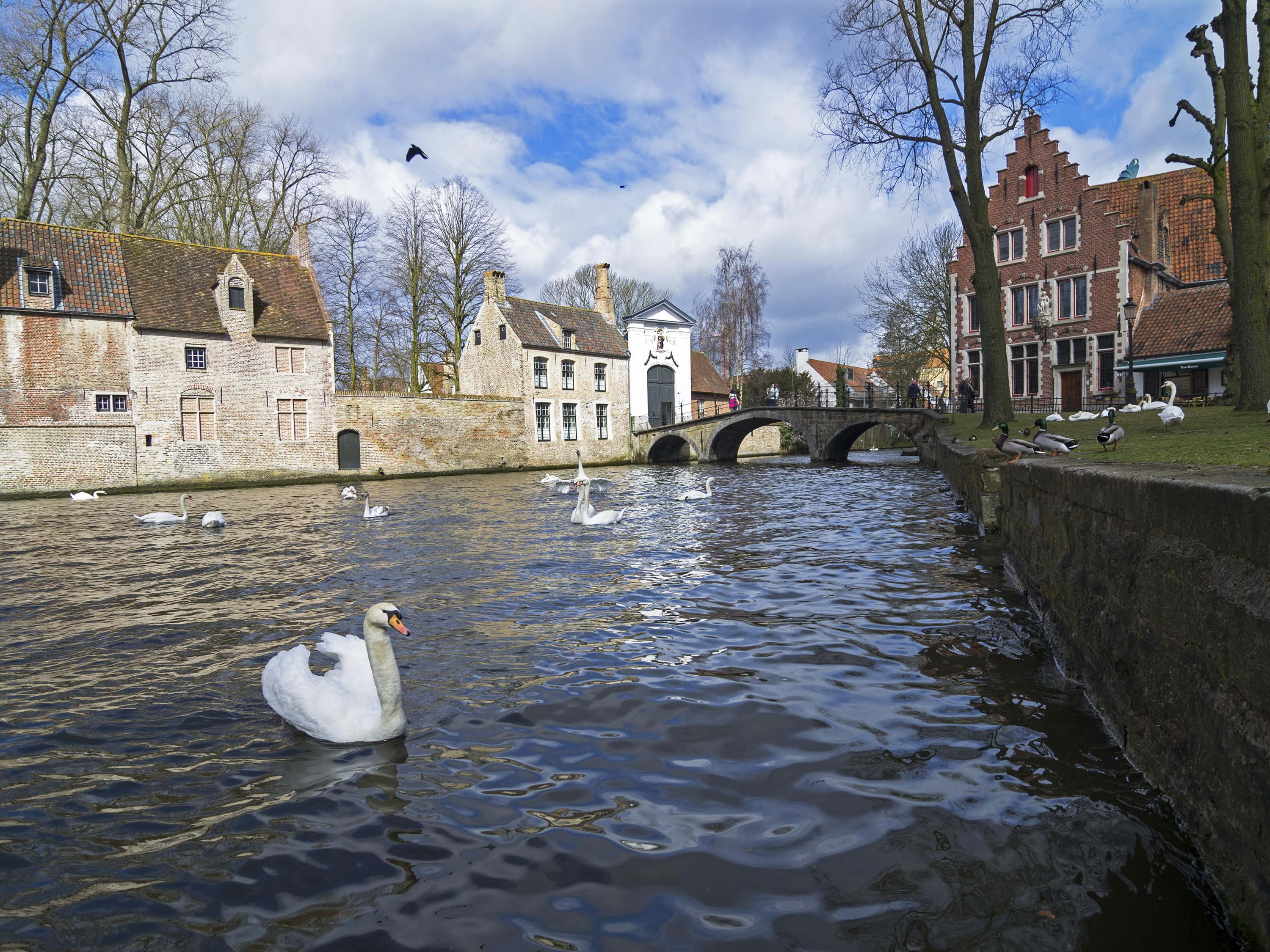 Floating dam to protect swans in Bruges from blue-green algae