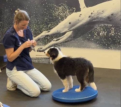 Charlotte Vandermarliere (dierenartsassistente bij AniCura Causus) met pup Charlotte Vandermarliere (dierenartsassistente bij AniCura Causus) met pup
