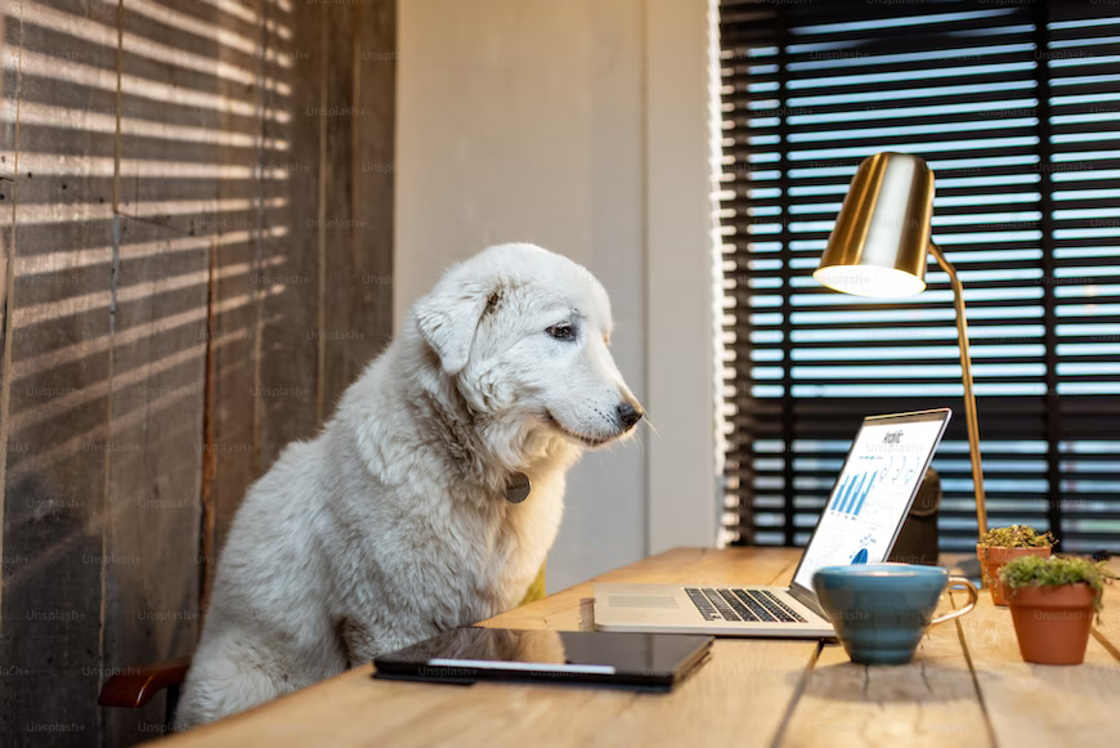 Een hond op het werk, een goed idee? Met de gouden raad van Tom&Co wordt ‘Take Your Dog to Work Day’ een succes. 