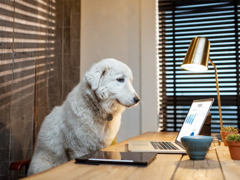 Een hond op het werk, een goed idee? Met de gouden raad van Tom&Co wordt ‘Take Your Dog to Work Day’ een succes. 