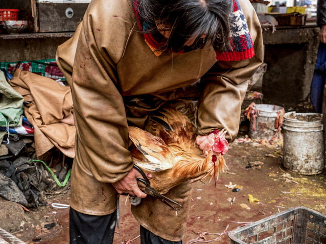 Marché humide Anhui, Chine © Jo-Anne McArthur / We Animals