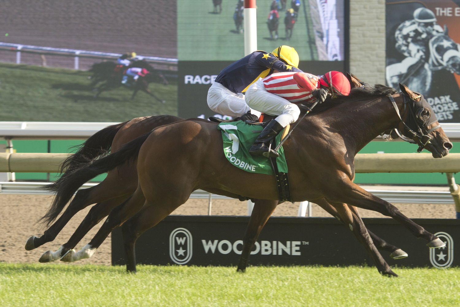 War Bomber (IRE) and jockey Rico Walcott winning the King Edward Stakes on August 19, 2023 (Michael Burns Photo) 