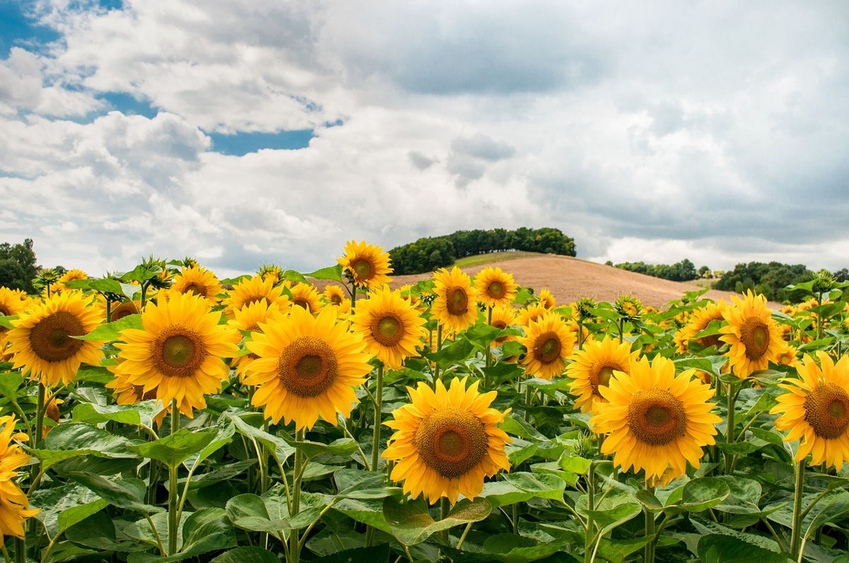 Sunflowers - an important oil seed crop