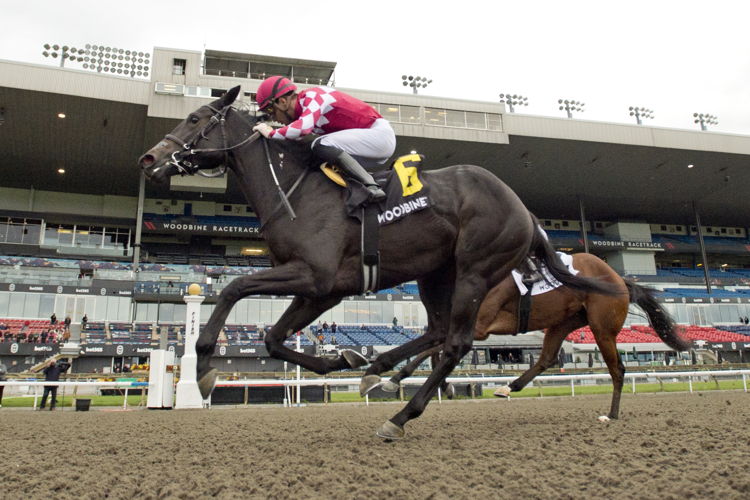 Winterberry and jockey Sahin Civaci winning the Glorious Song Stakes on October 13, 2024 at Woodbine (Michael Burns Photo)