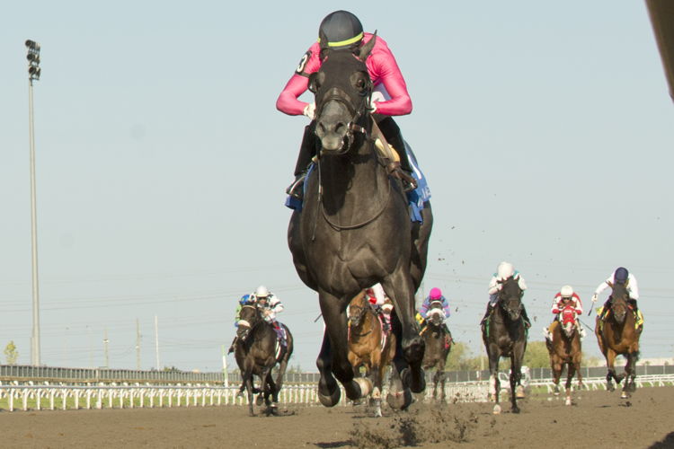 My Boy Prince and jockey Sahin Civaci winning the Simcoe Stakes on August 26, 2023 at Woodbine (Michael Burns Photo)