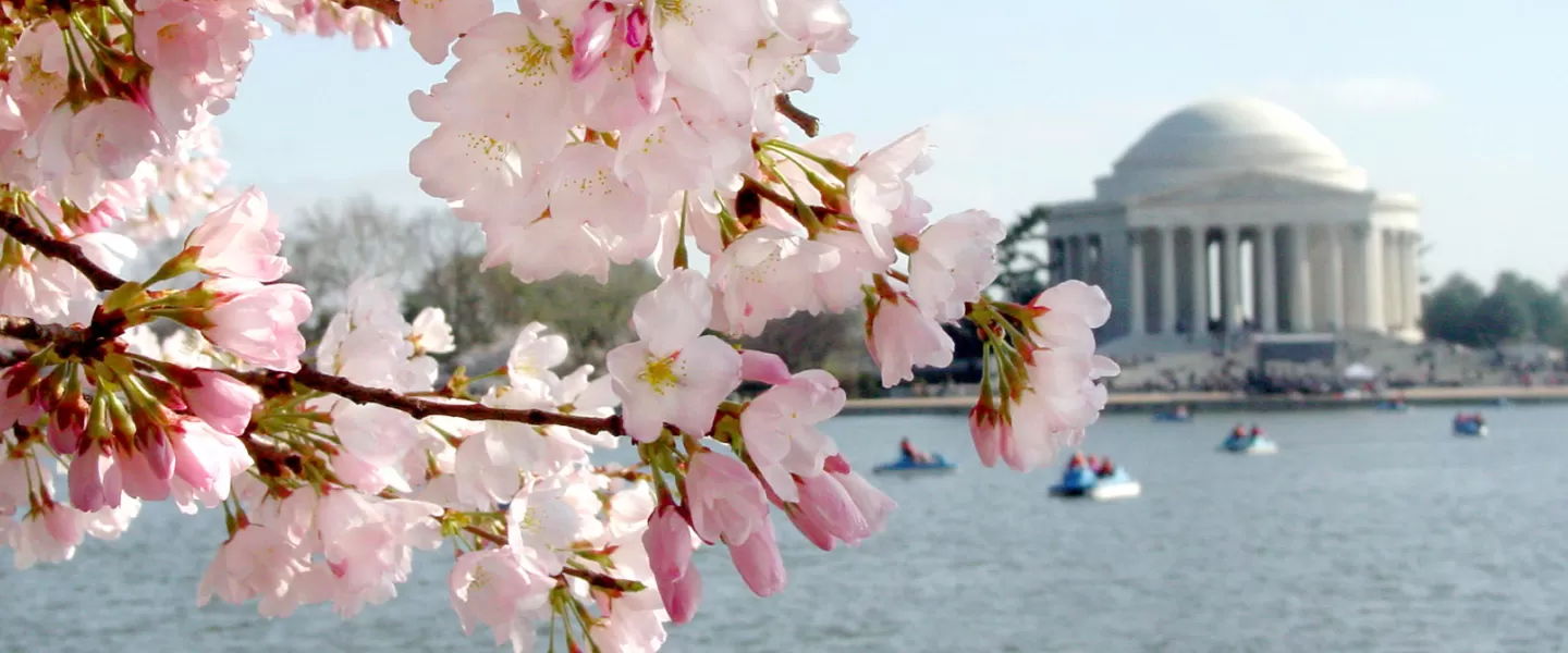 Flor de cerezo, Washington D.C