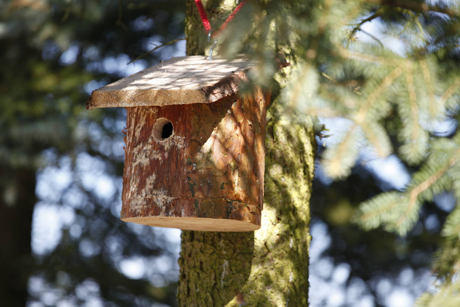 Les nichoirs peuvent être facilement fixés aux arbres et offrent aux oiseaux un précieux lieu de nidification.