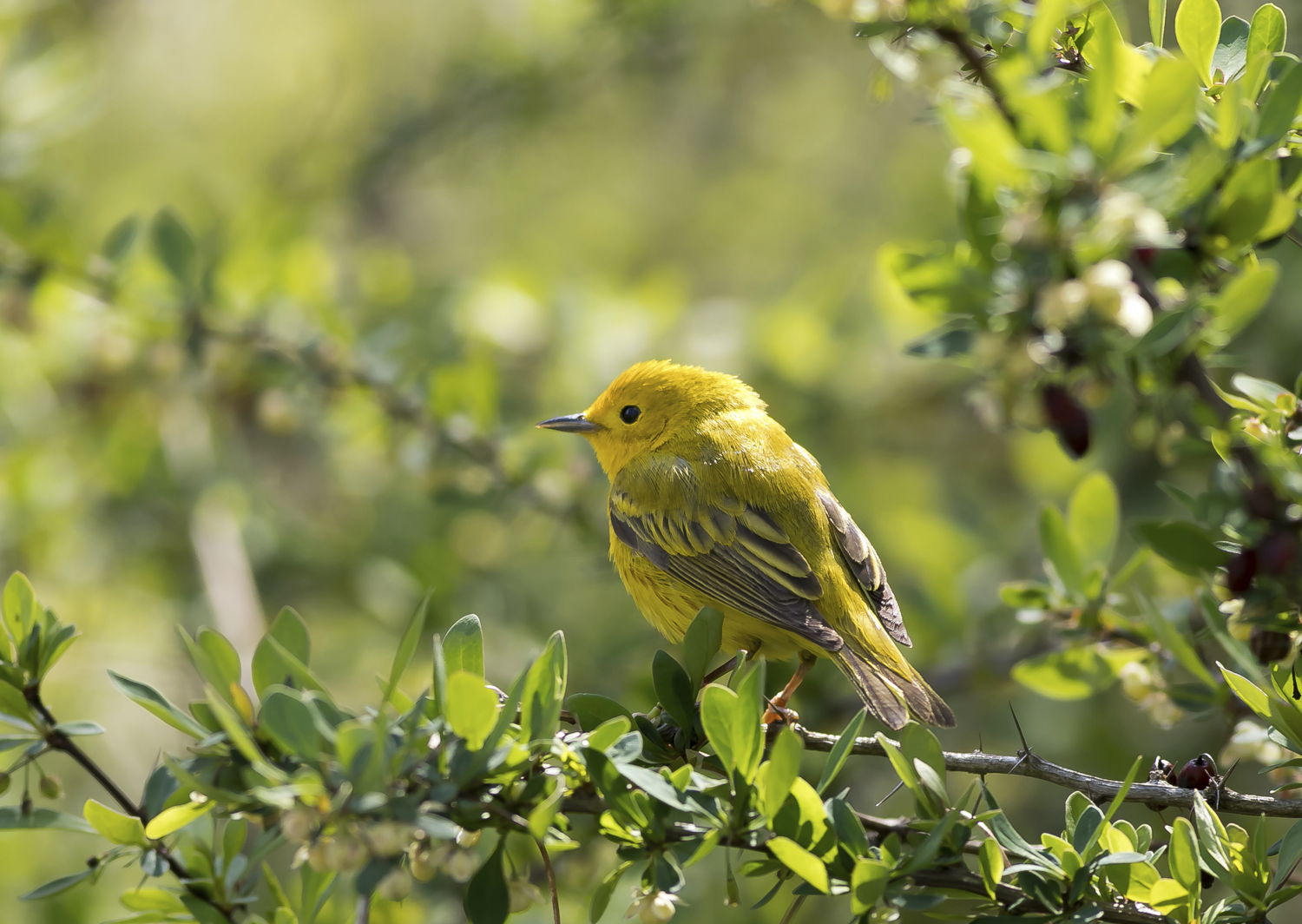 Yellow Warbler in Barberry Mahonia 