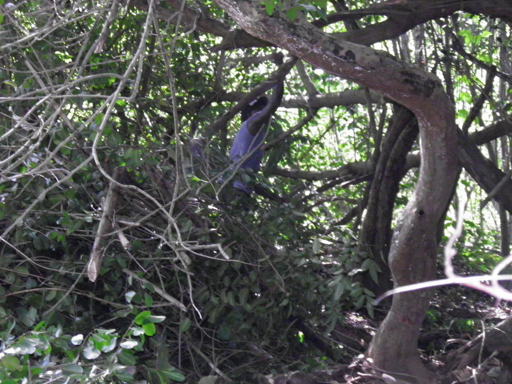 BEFORE: Overhanging trees are trimmed.
