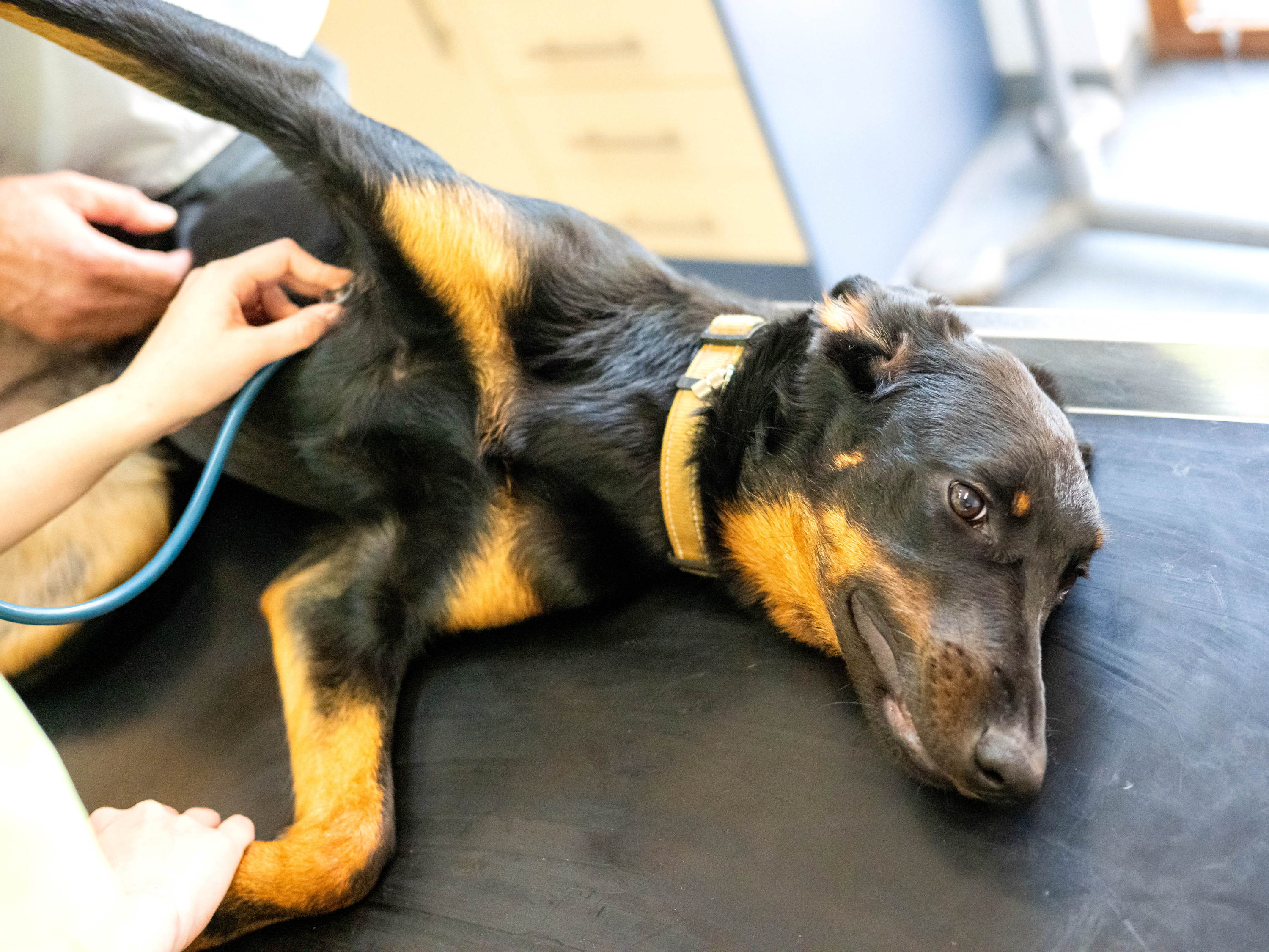 Animal rights organisation uses AI videos to call for VAT reduction at the vet 