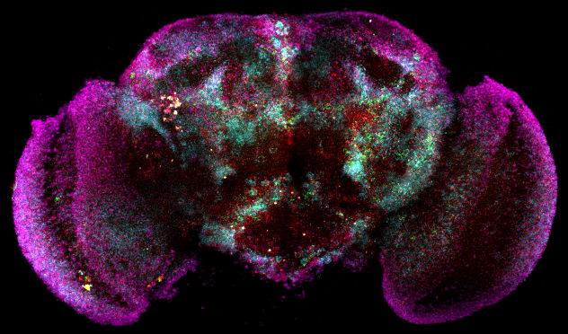 RNA expression in the fly brain