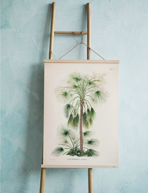 Livistona Humilis Palm Print
Price : £35.00