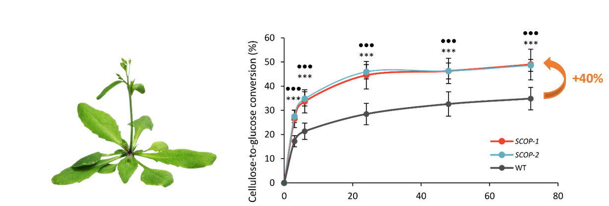 The lignin polymer of our model organism Arabidopsis thaliana (left) was enriched with a new building block scopoletin, resulting in a 40% increase in sugar release after an alkaline pretreatment (right).