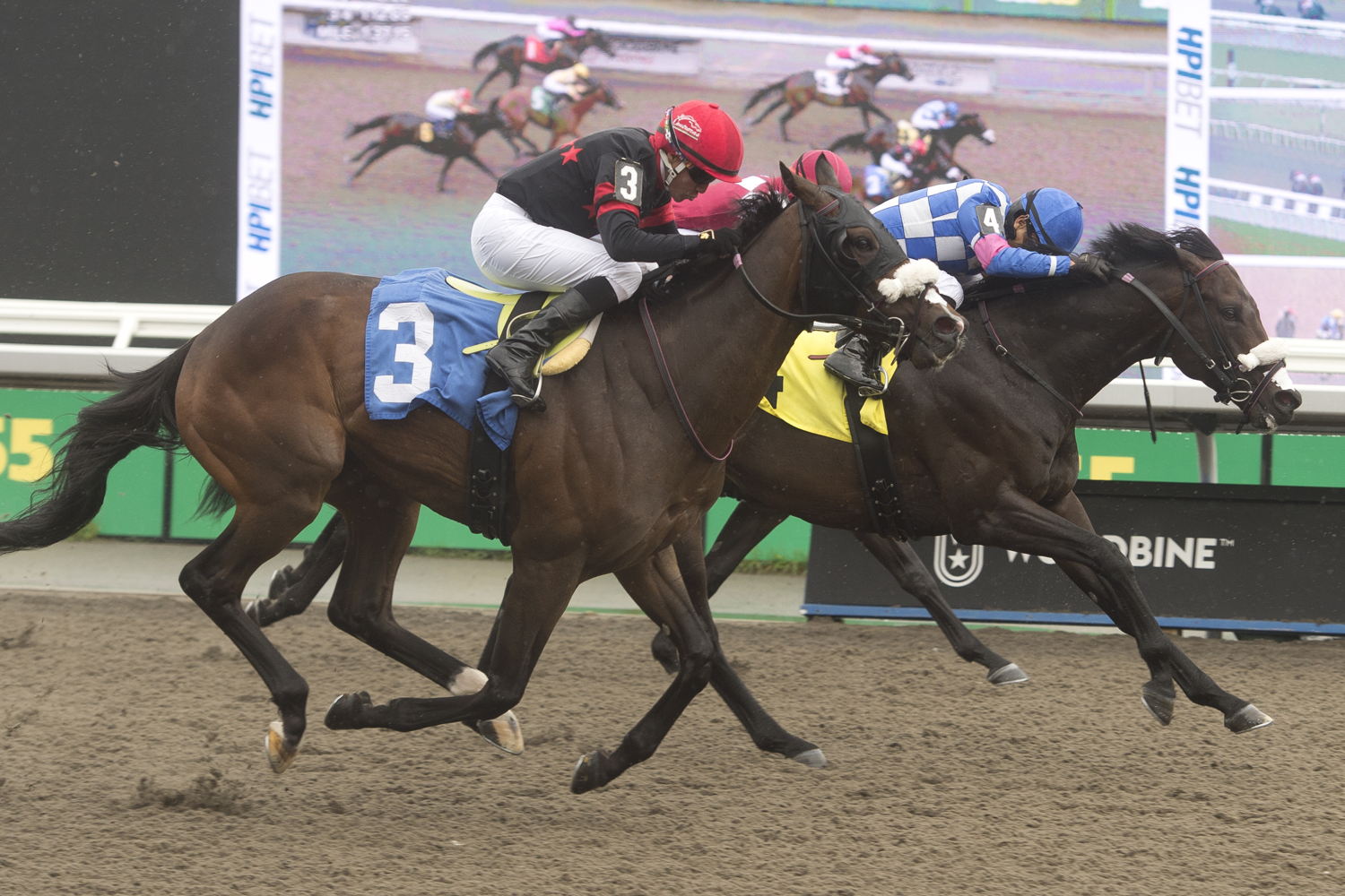 Stanley House and jockey Jose Campos winning Race 7 on May 17, 2024 at Woodbine (Michael Burns Photo