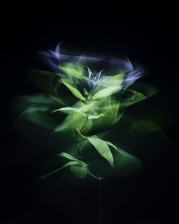 In Rainbows by Giulio Ridolfo