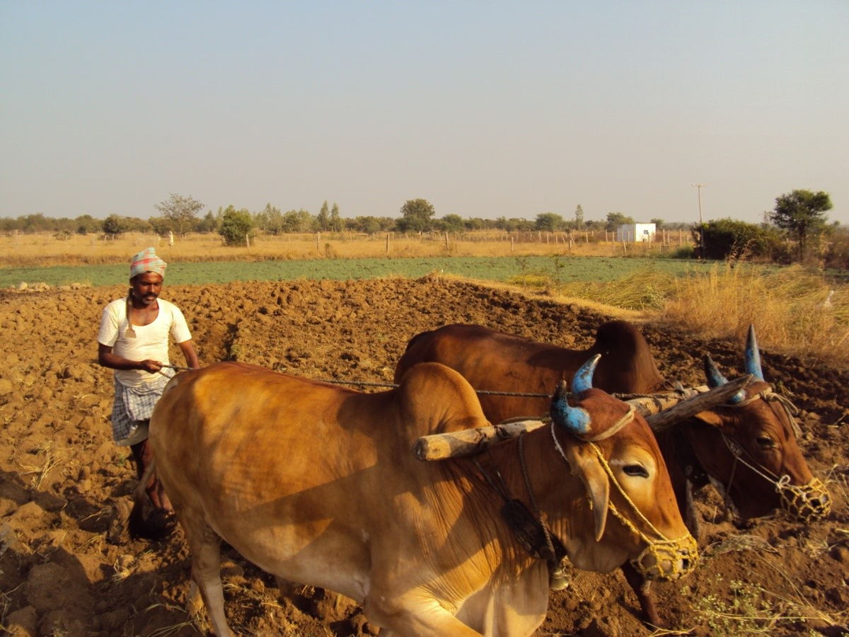 A farmer prepares land for the cropping season in the Himayat Sagar catchment area, Telangana, India