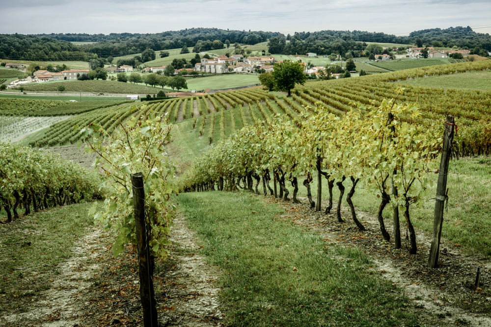 Terroir - Rémy Martin harvest