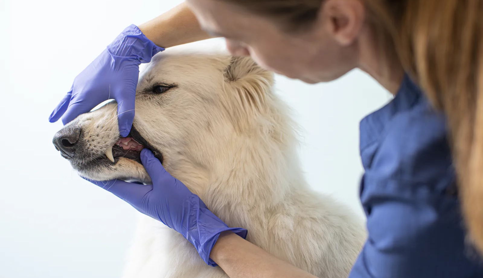 Ce que le « sourire » de votre animal révèle sur sa santé générale : 70 % des chats et 80 % des chiens de plus de deux ans présentent des problèmes dentaires