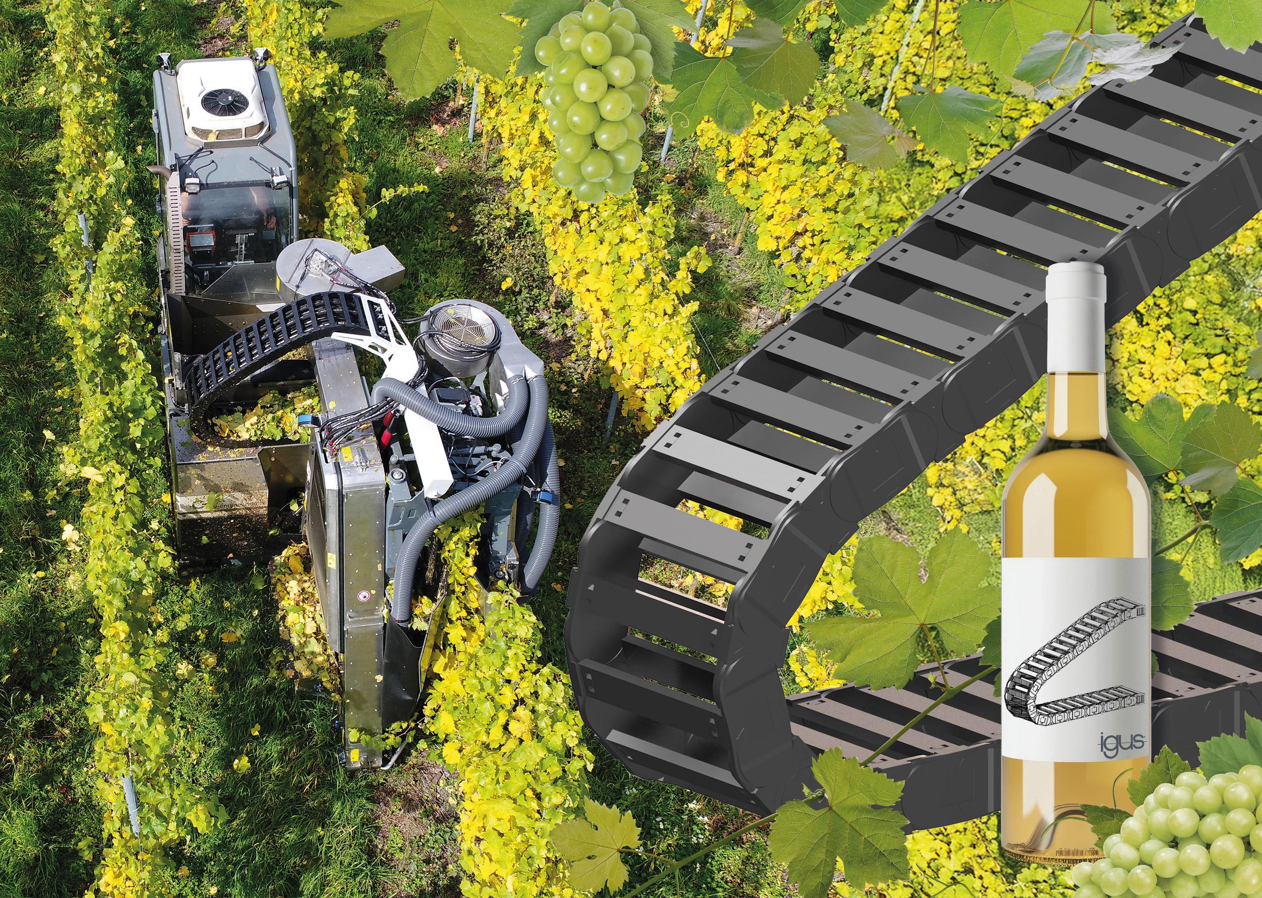 Robots zorgen voor de druivenoogst