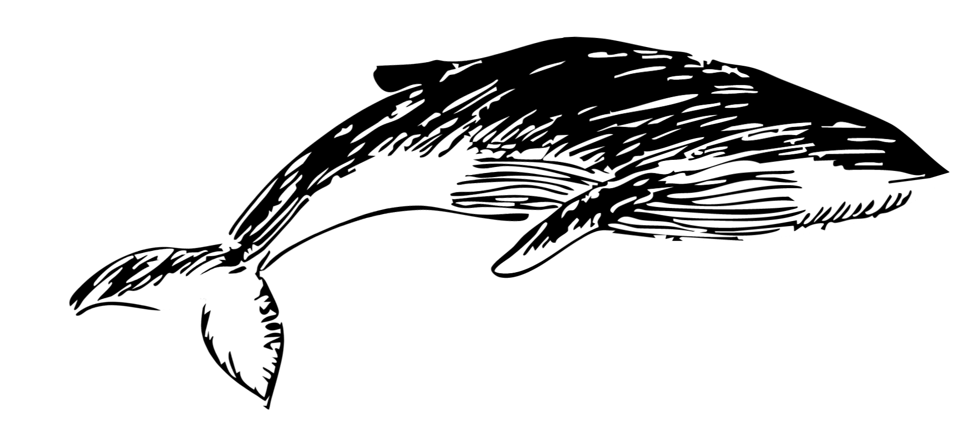 'Wij zijn de Walvis' - Gent