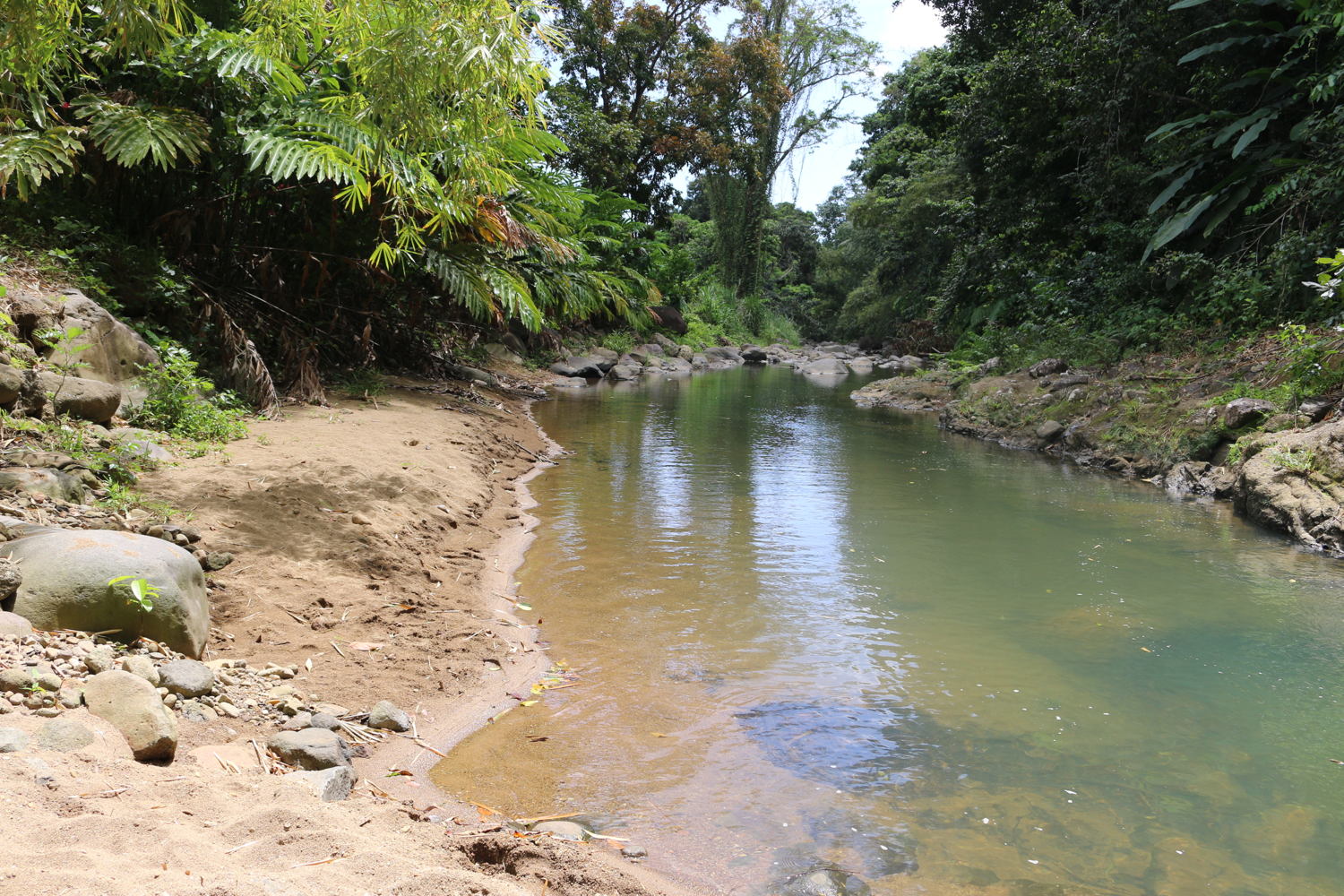 Land bordering the river is cleared to begin the replanting of trees.