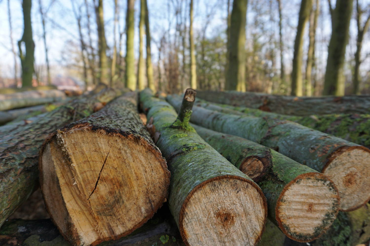 De Gavers Speelbos 