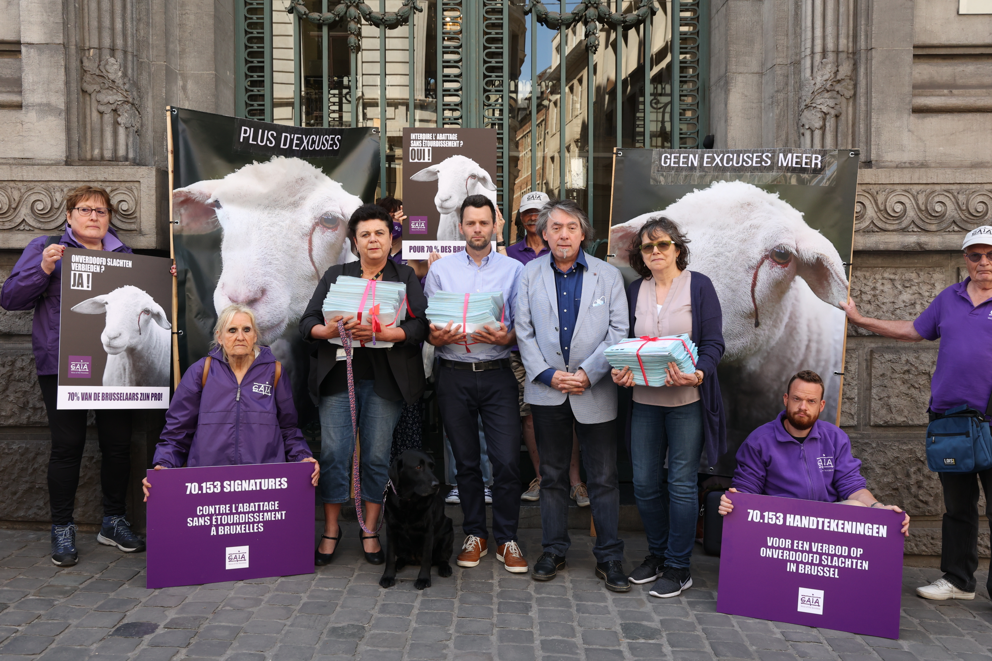 GAIA a remis 70.153 signatures aux députés bruxellois pour l’interdiction de l’abattage sans étourdissement