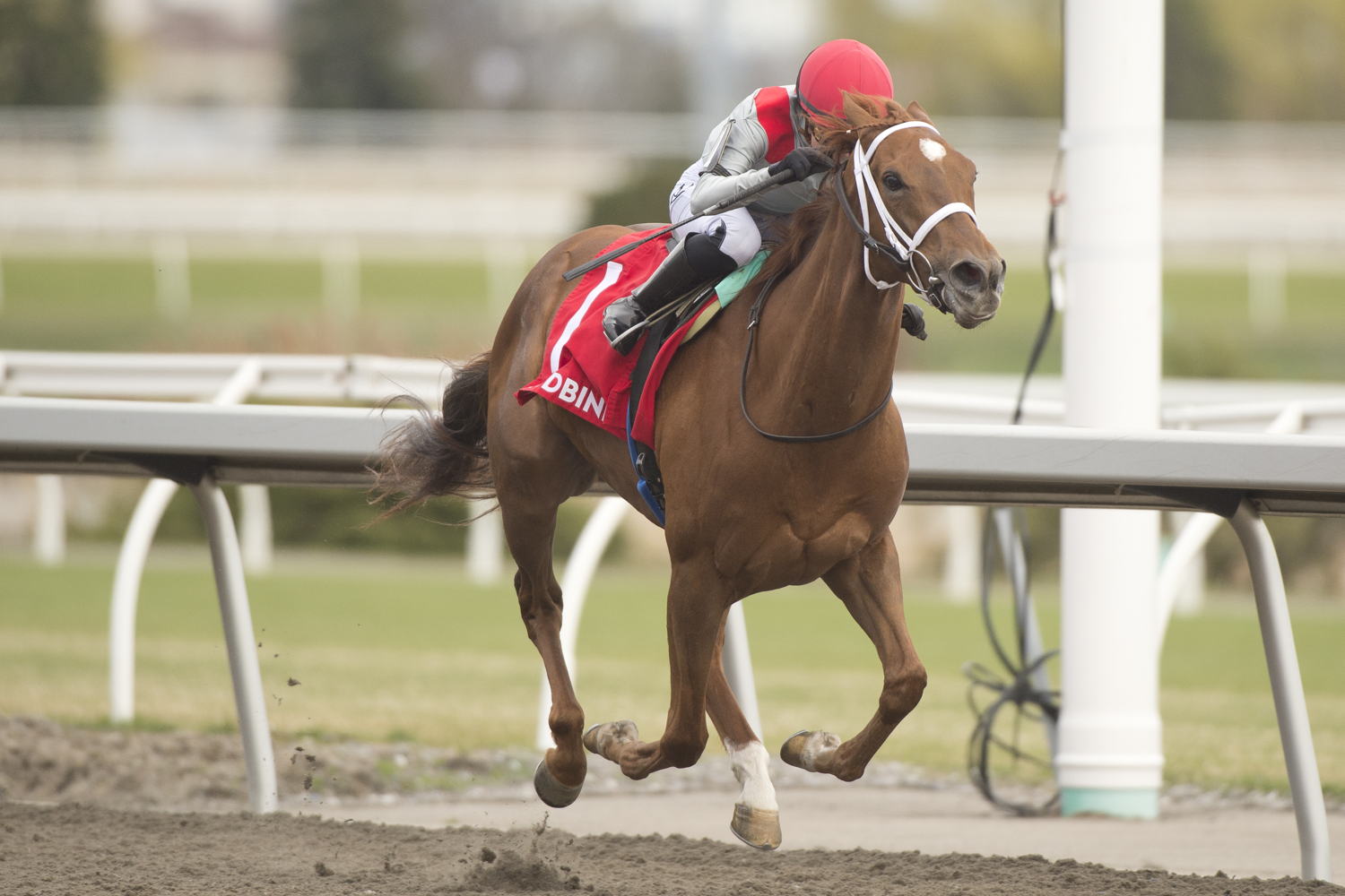 Brindi (IRE) and jockey Sofia Vives winning the Star Shoot Stakes on April 26, 2025 (Opening Day) at Woodbine (Michael Burns Photo)