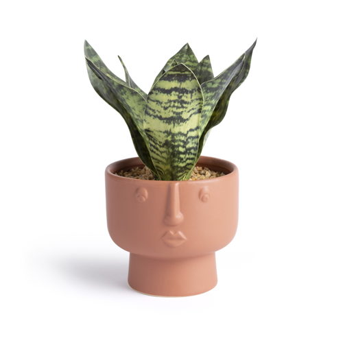 Habitat Terracotta Orange Face Faux Floral