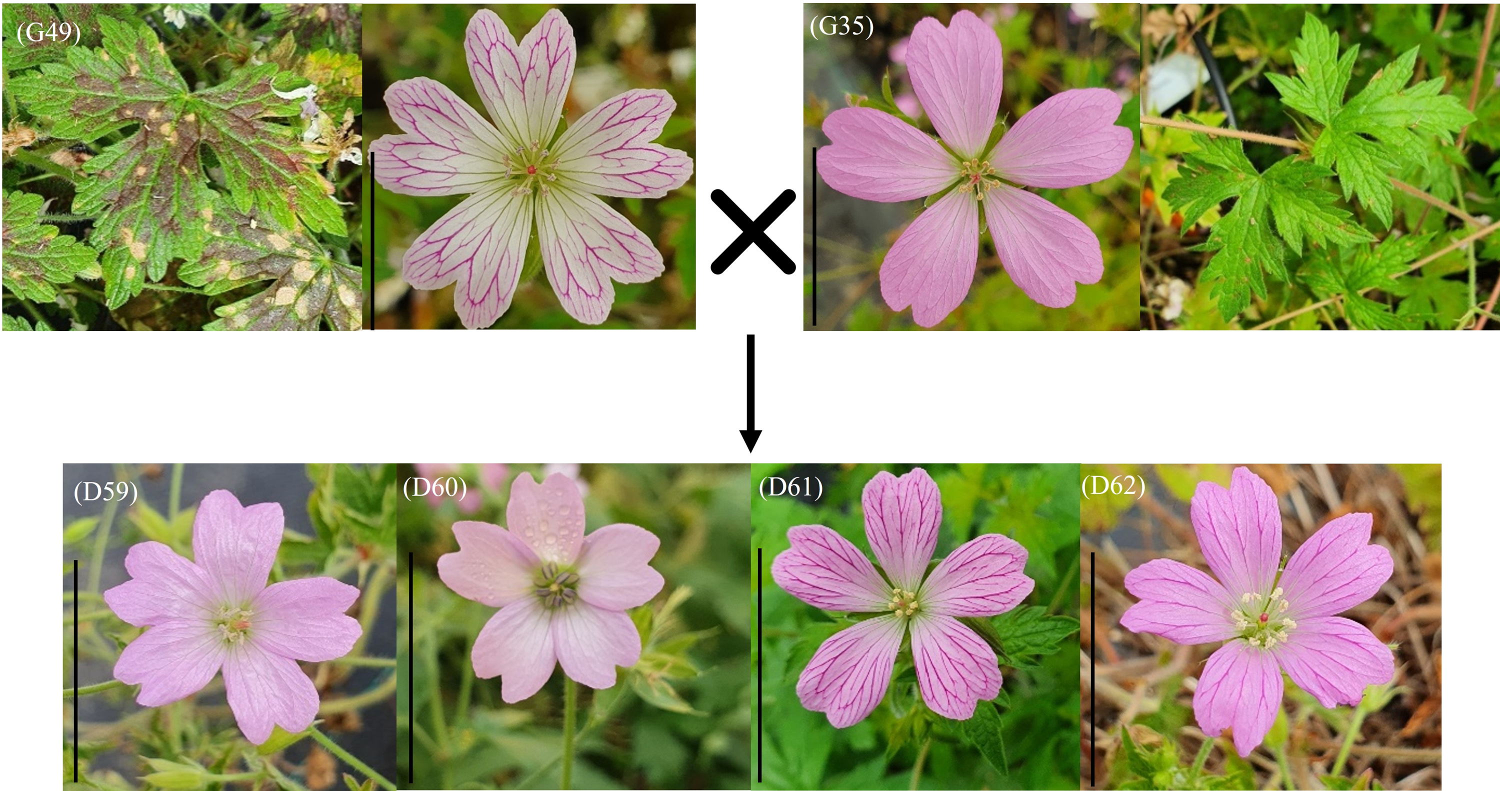 Geranium veredelen kan voortaan efficiënter