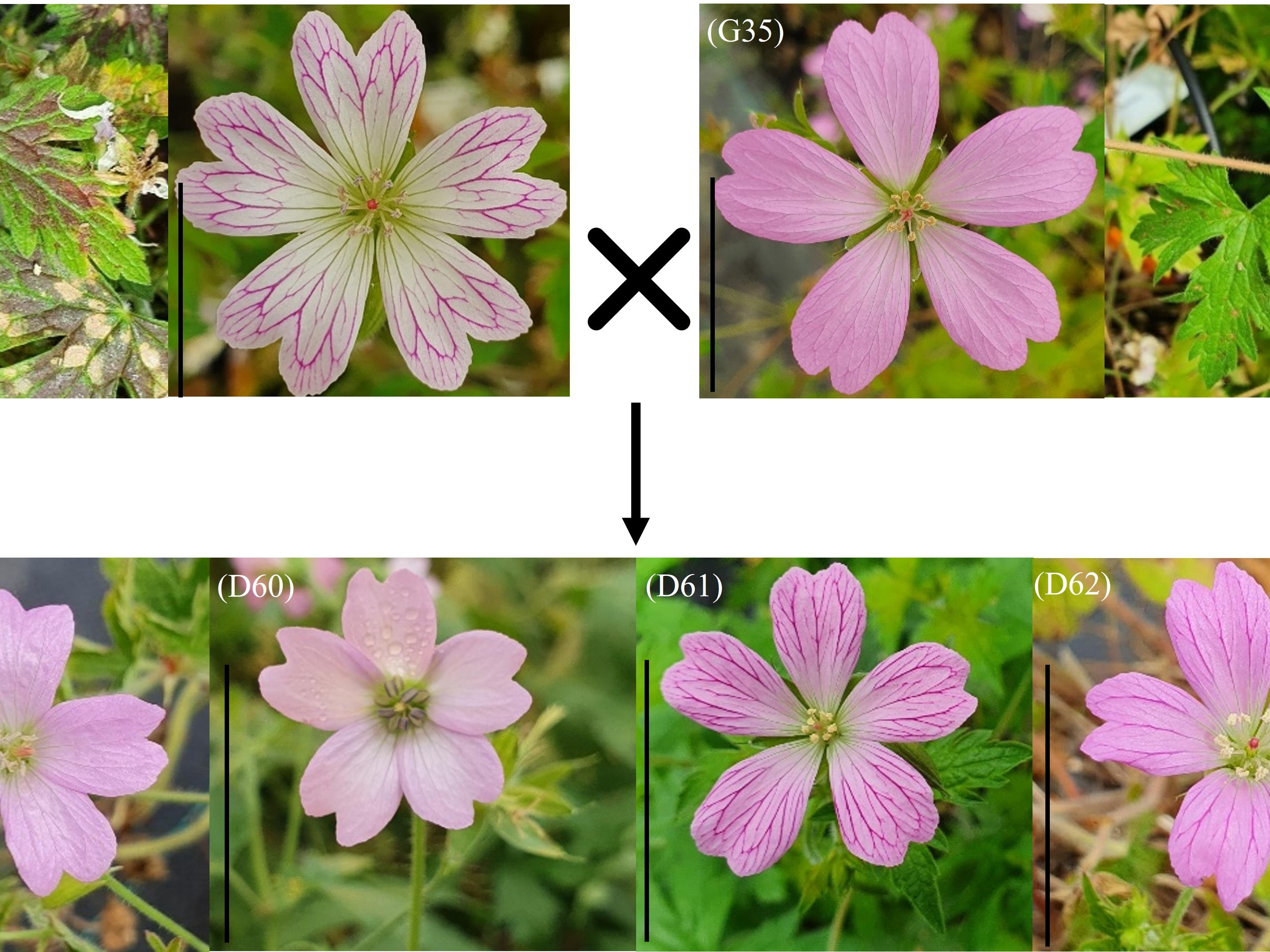 Geranium veredelen kan voortaan efficiënter