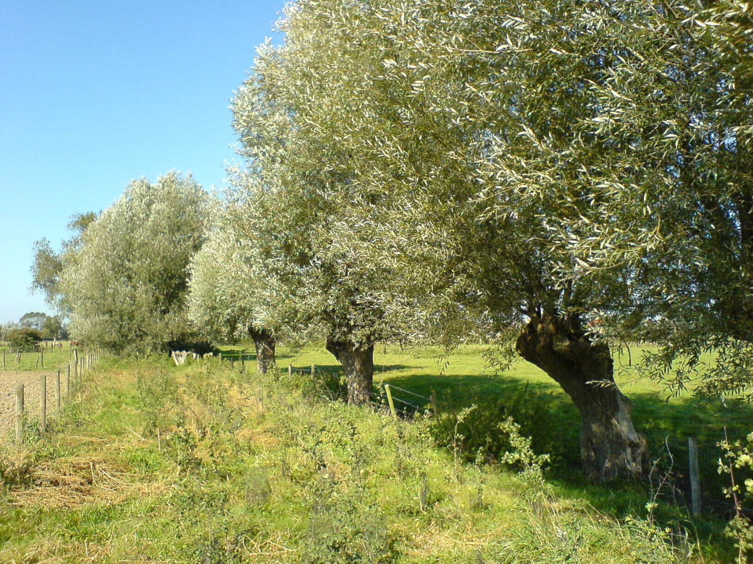 Knotbomen zijn een paradijs voor insecten en vogels.
