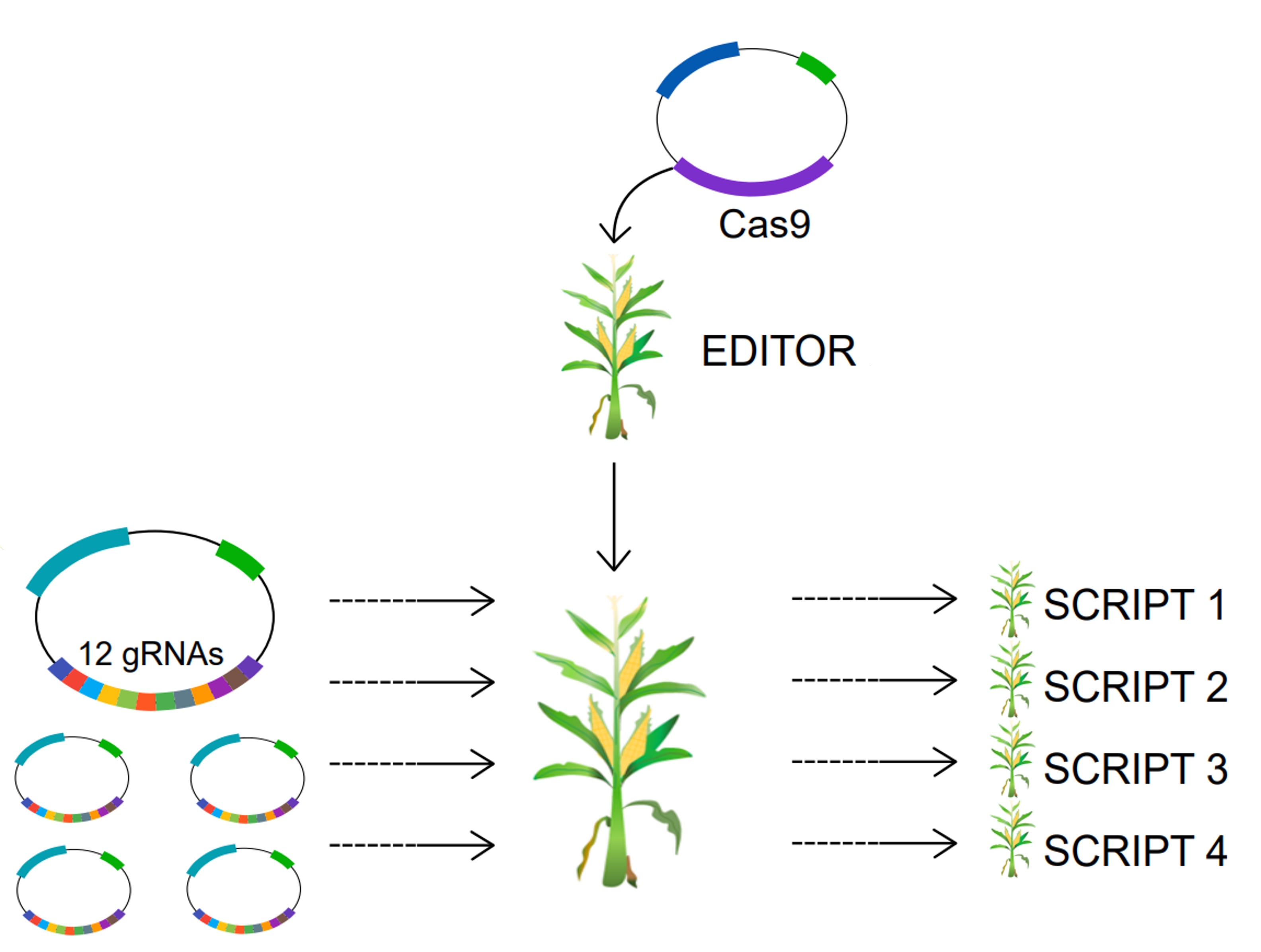 De BREEDIT strategie: 12gRNA's kunnen tegelijk geïntroduceerd worden in een Cas9-bevattende maïsplant (EDITOR). Als resultaat ontstaan multiplex genbewerkte nakomelingen (aangeduid in de figuur als SCRIPT 1-4).