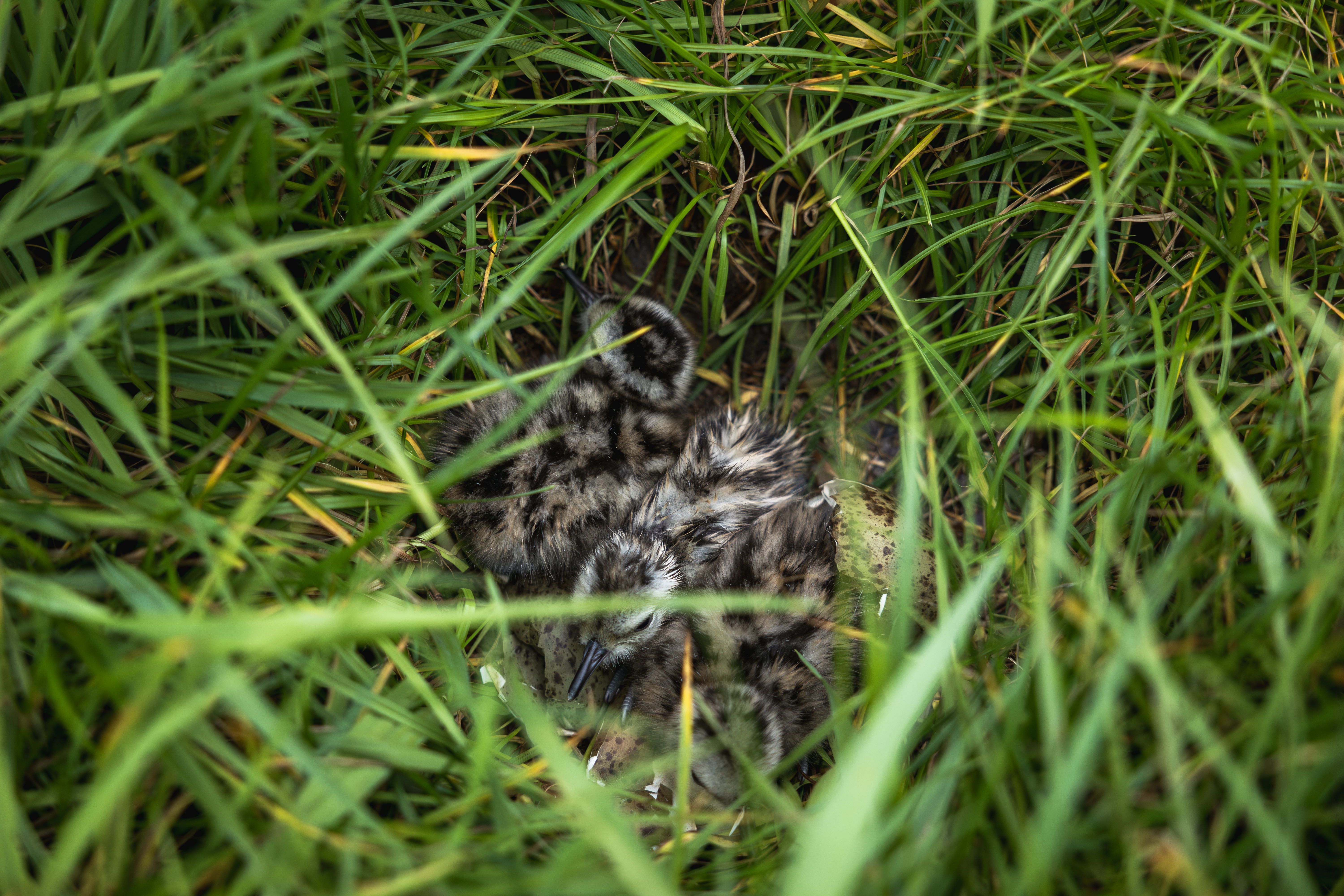 ©Agentschap voor Natuur en Bos/Maxime Bervoets: Jonge wulpen in nest ©Agentschap voor Natuur en Bos/Maxime Bervoets: Jonge wulpen in nest