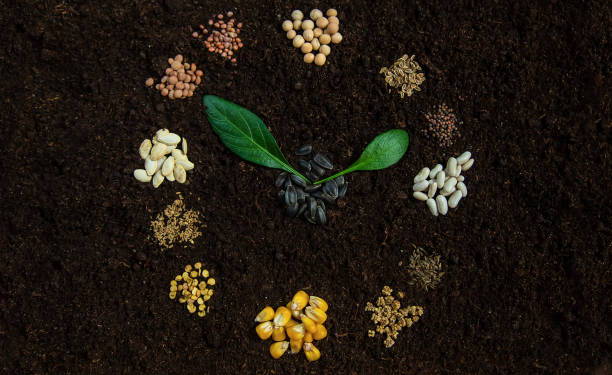Seeds of Opportunity: The African Growth Series