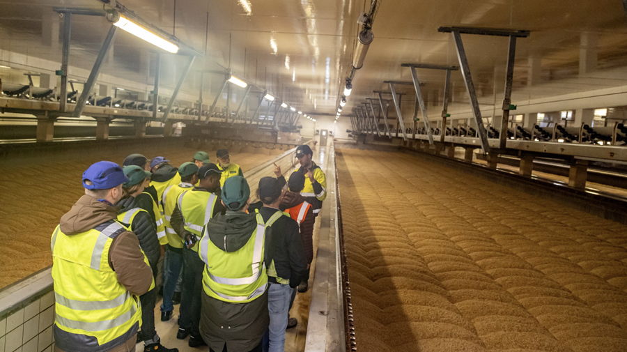 Dans une salle de germination de Albert Maltings.