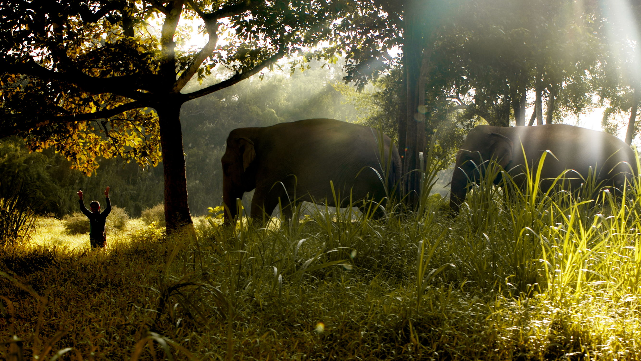 Time for Thailand - Mahout and Elephants