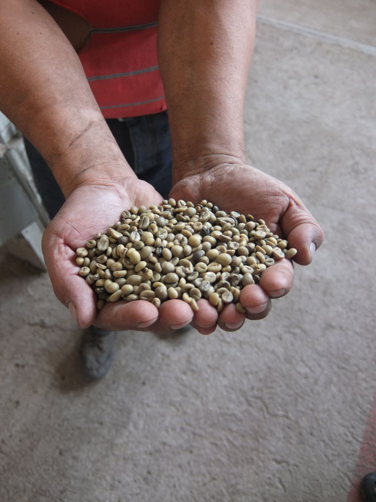 Indigenous growers of coffee rely on traditional drying methods to produce superior beans.