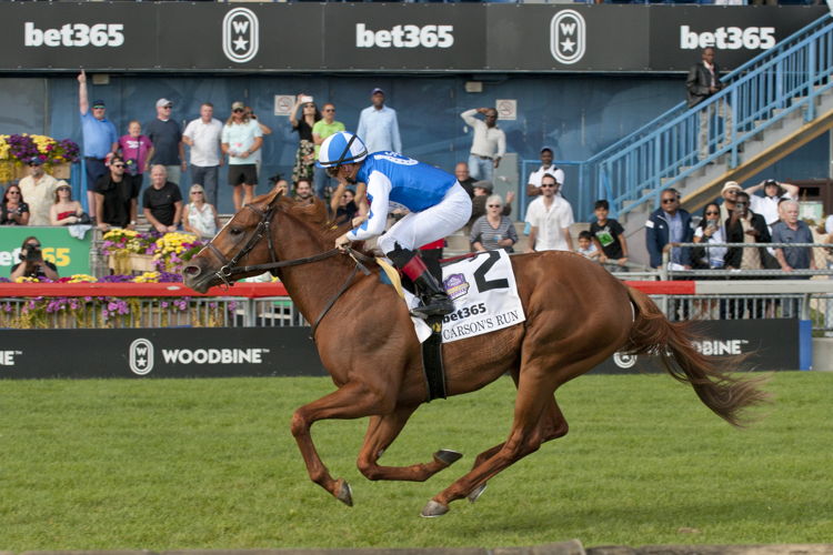 Carson's Run and jockey Dylan Davis winning the bet365 Summer Stakes on September 16, 2023 at Woodbine (Michael Burns Photo)
